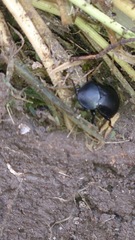 Ablattaria laevigata