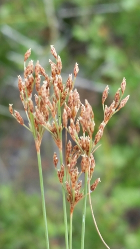 Bulbostylis ciliatifolia image