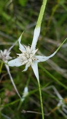 Rhynchospora colorata image