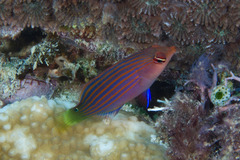 Pseudocheilinus hexataenia