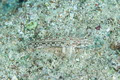 Istigobius decoratus