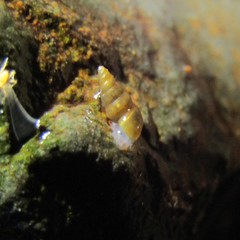 Potamopyrgus oppidanus