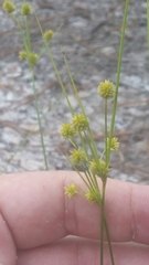 Cyperus nashii