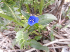 Commelina fasciculata