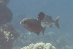 Kyphosus cinerascens