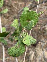 Cordia monoica