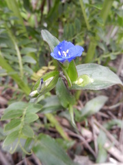 Commelina fasciculata