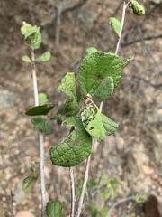 Cordia monoica