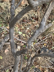 Cordia monoica
