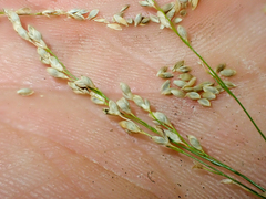 Glyceria elata
