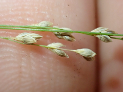 Glyceria elata