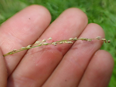 Glyceria elata