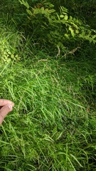 Glyceria elata