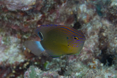 Pomacentrus bankanensis