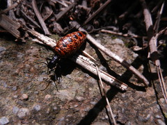 Pseudomeloe andensis