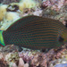 Dusky Wrasse - Photo (c) Mark Rosenstein, some rights reserved (CC BY-NC-SA), uploaded by Mark Rosenstein