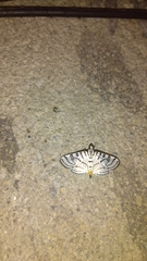 Conchylodes ovulalis