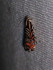 Thaumatographa jonesi