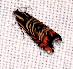 Thaumatographa jonesi