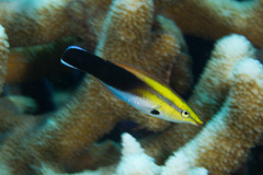 Labroides pectoralis