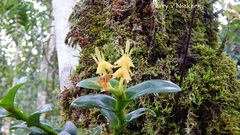 Epidendrum barbeyanum image