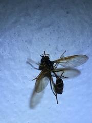 Syrphidae