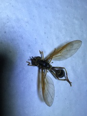Syrphidae