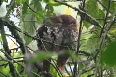 Batrachostomus poliolophus