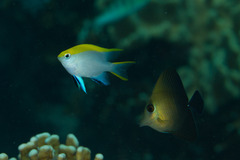 Zebrasoma scopas
