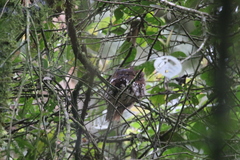 Batrachostomus poliolophus