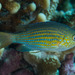Lined Chromis - Photo (c) Mark Rosenstein, some rights reserved (CC BY-NC-SA), uploaded by Mark Rosenstein