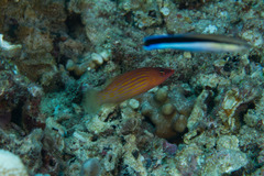 Pseudocheilinus octotaenia