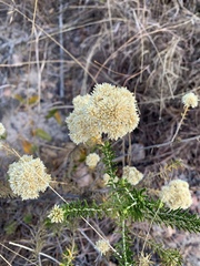 Helichrysum kraussii