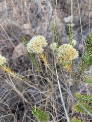 Helichrysum kraussii