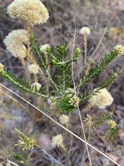 Helichrysum kraussii