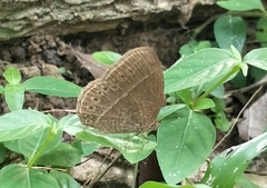 Mycalesis janardana