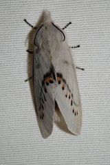 Pinara divisa