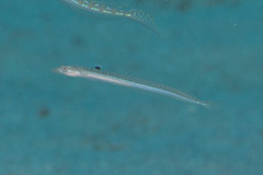 Trichonotus elegans