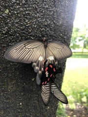 Pachliopta aristolochiae
