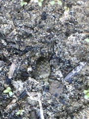 Opisthius richardsoni