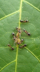 Dolichoderus quadripunctatus