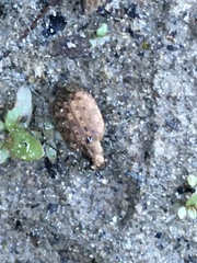 Opisthius richardsoni
