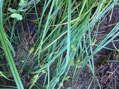 Carex exsiccata
