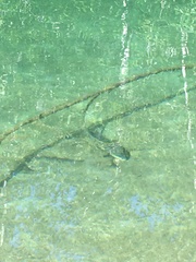 Catostomus macrocheilus