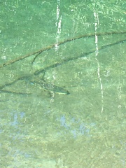 Catostomus macrocheilus