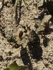 Opisthius richardsoni