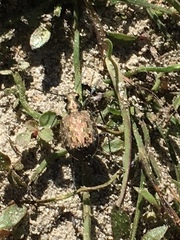 Opisthius richardsoni