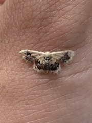 Idaea macrospila