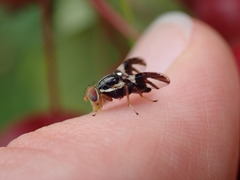 Rhagoletis pomonella