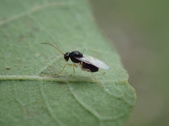 Synergini